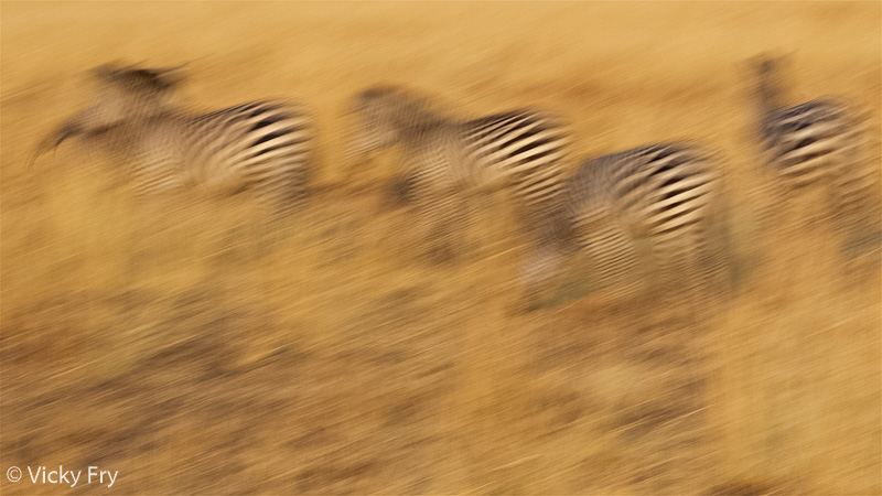 A beautiful zebra abstract in South Luangwa National Park