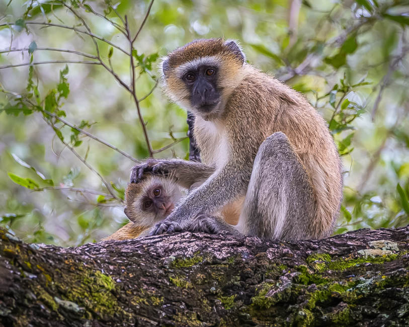 Wildlife image from South Luangwa by Mike White