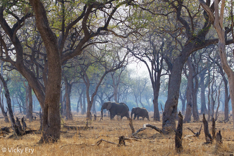 Stunning lighting on elephants in the South Luangwa National Park
