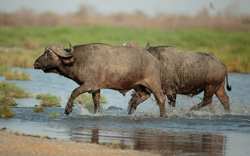 Wildlife image from photo safari with edward selfe in south luangwa national park.