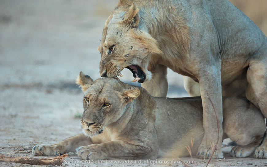 Mating lions on photo safari in south luangwa national park.