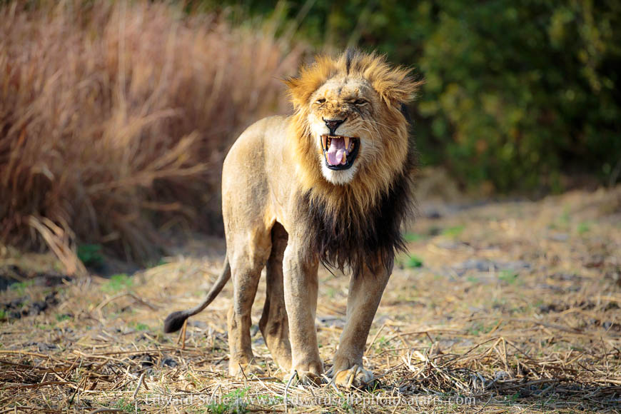 Wildlife image from photo safari with edward selfe.