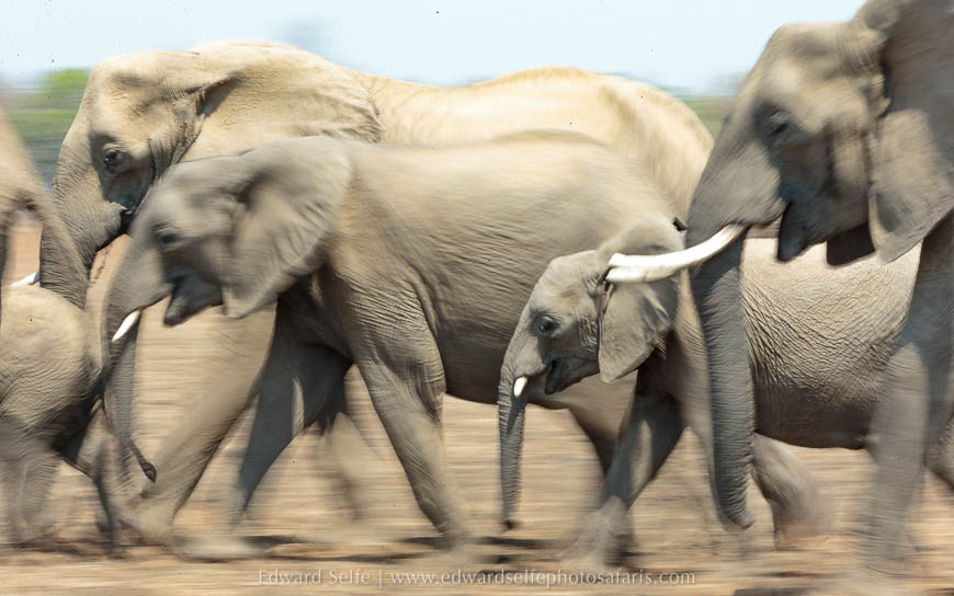 Wildlife image on photo safari with edward selfe in south luangwa national park.