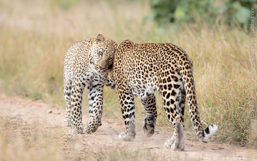 A young leopard greets her mother in South Luangwa National Park.