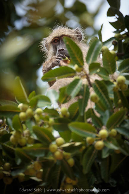 Wildlife image from photo safari in south luangwa with edward selfe.
