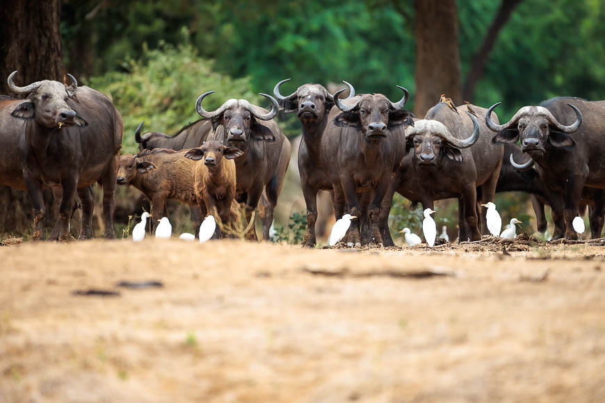 Images of wildlife from photo safari with edward selfe in zambia.