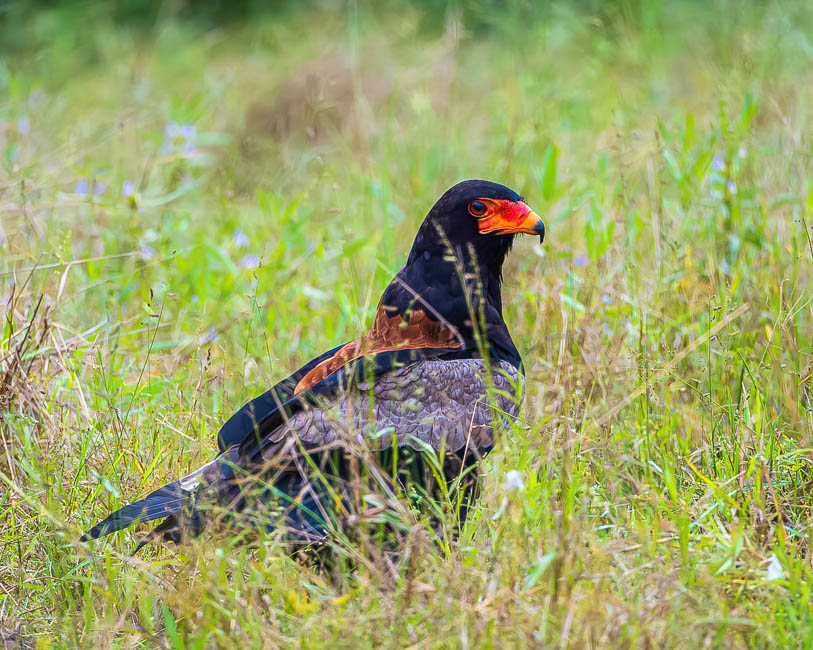 Wildlife image from South Luangwa by Mike White