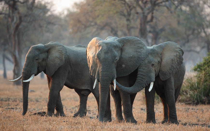 Wildlife image from photo safari with edward selfe in south luangwa national park.