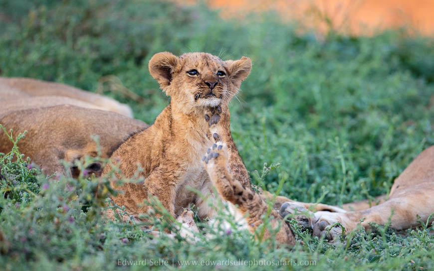 Wildlife image from photo safari with edward selfe in south luangwa national park.
