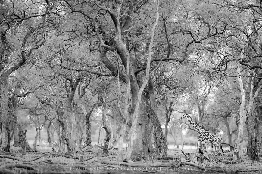 Wildlife image from a photo safari with edward selfe.