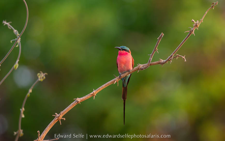 Wildlife image from photo safari with edward selfe.