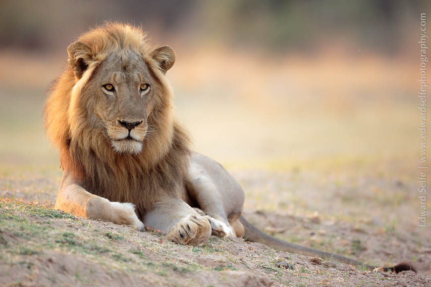 A majestic male lion rests on the riverbank in South Luangwa National Park.