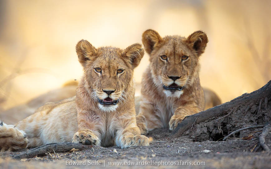 Wildlife image from photo safari with edward selfe.
