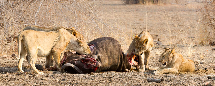 Wildlife image from photo safari with edward selfe in south luangwa national park.