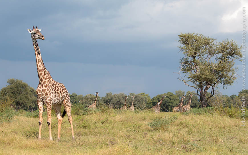 Giraffes line up on safari in South Luangwa National Park with Edward Selfe