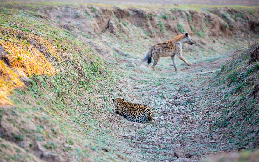 Wildlife image from photo safari with edward selfe in south luangwa national park.