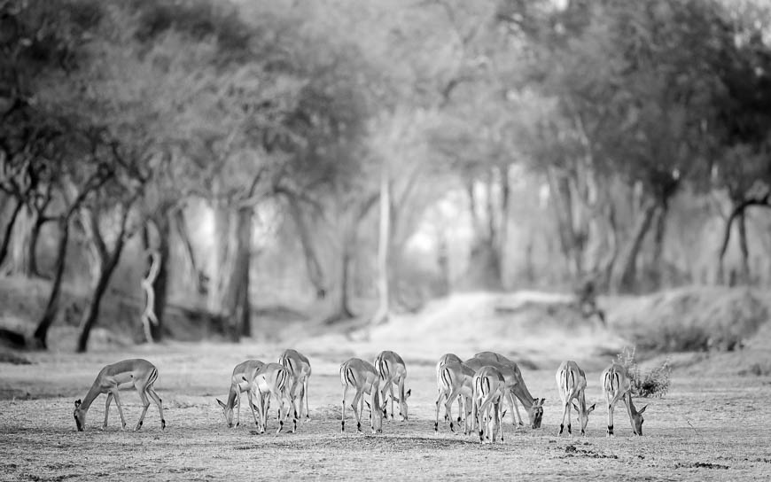 Impalas feed quietly in South Luangwa National Park