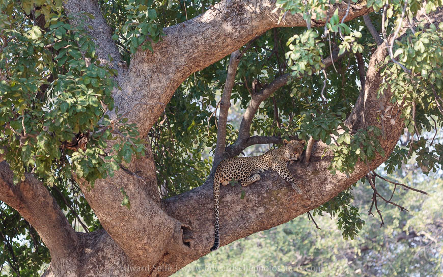 Wildlife image from photo safari with edward selfe in south luangwa national park.