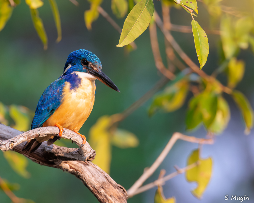 Wildlife image by Sharon Magin from photo safari in Zambia with Edward Selfe.