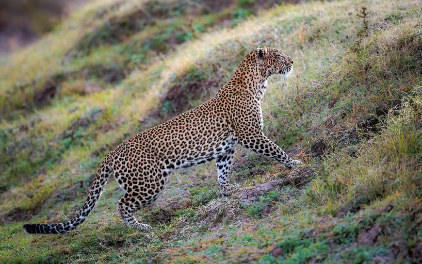 Images of wildlife from photo safari with edward selfe in south luangwa.