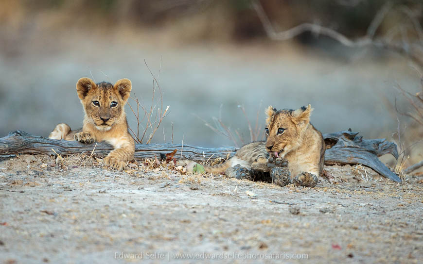 Wildlife image from photo safari with edward selfe in south luangwa national park.