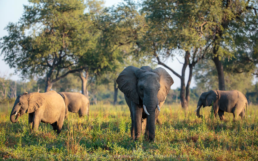 Wildlife image from photo safari with edward selfe.