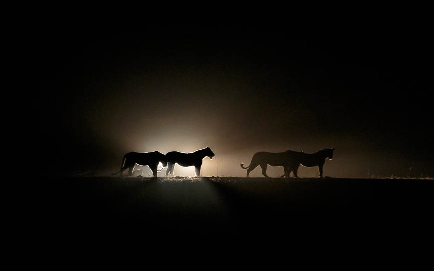 Wildlife image from photo safari with edward selfe in south luangwa national park.