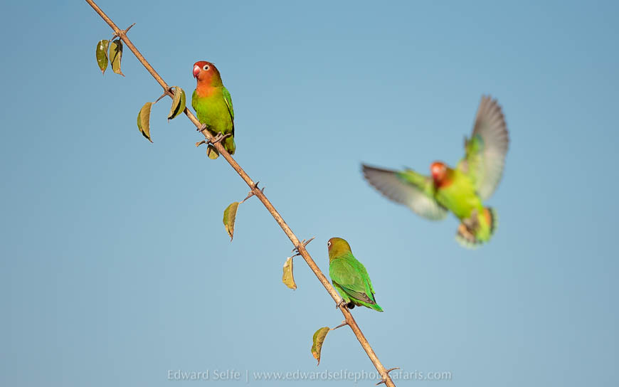 Wildlife image from photo safari with edward selfe in south luangwa national park.