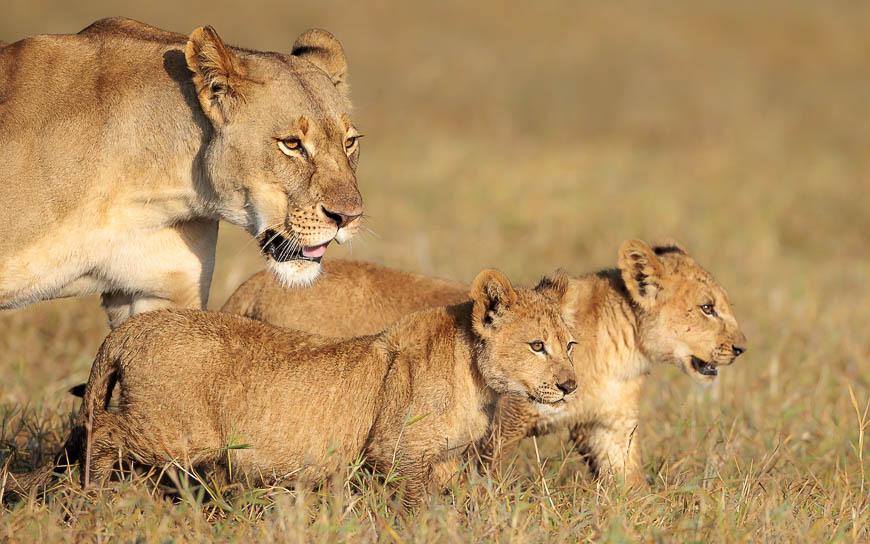 Images of wildlife from photo safari with edward selfe in zambia.