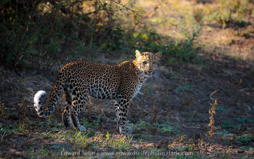 Wildlife image from photo safari with edward selfe.
