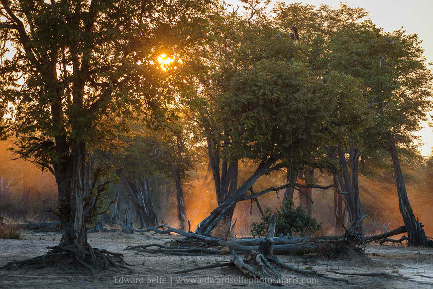 Wildlife image from photo safari with edward selfe in south luangwa national park.