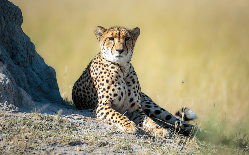 Images of wildlife from photo safari with edward selfe