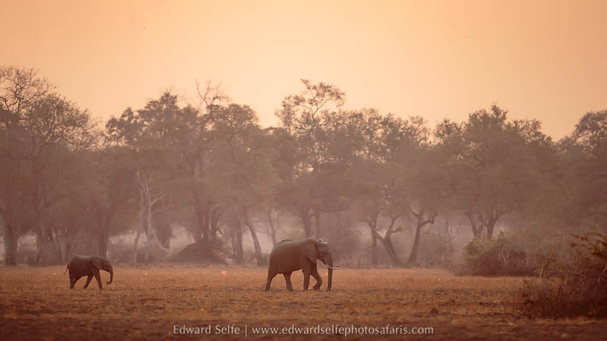 Wildlife image from a photo safari with edward selfe.