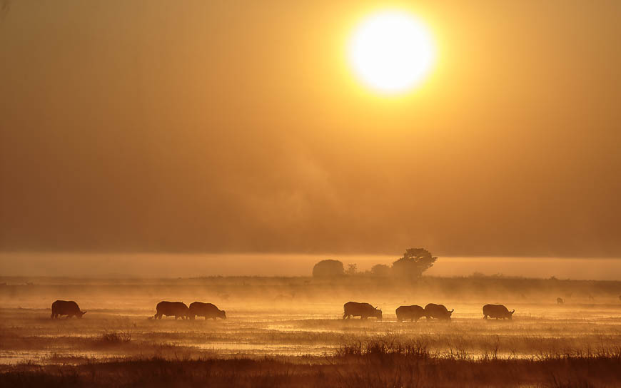 Images of wildlife from photo safari with edward selfe in zambia.
