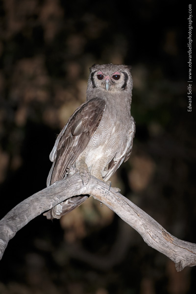 Giant Eagle owl in the night at Zikomo Safaris.