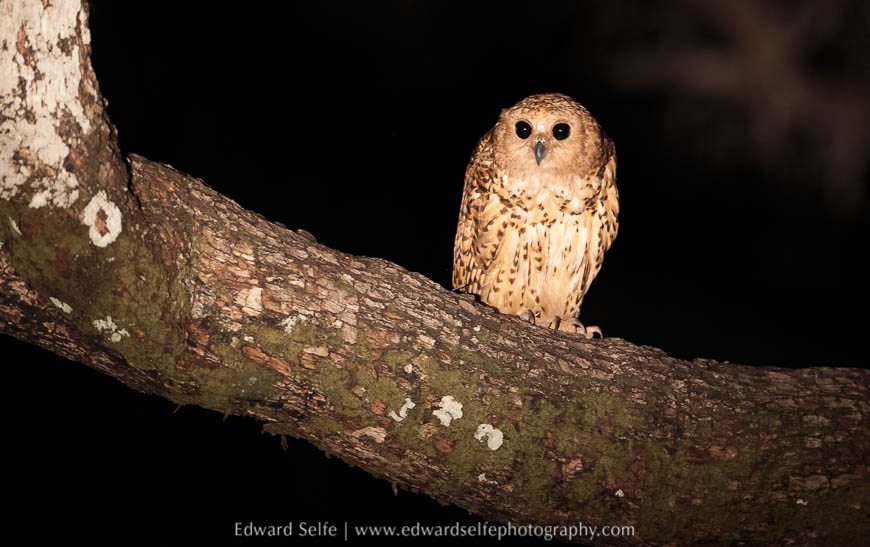 A Pels Fishing Owl on safari in South Luangwa National Park