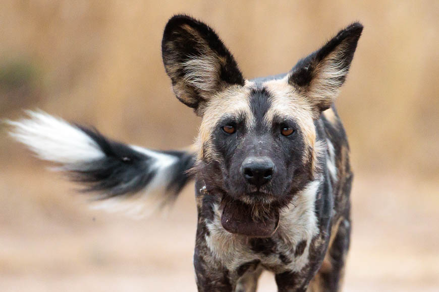 Images of wildlife from photo safari with edward selfe in the nsefu sector.