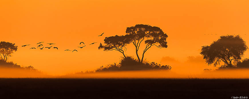 Andre erlichs image of wildlife from photo safari with edward selfe in zambia.