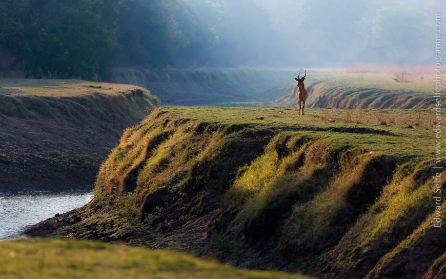 A puku stands among the interlocking spurs of the Kauluzi river in the southern Nsefu Sector.