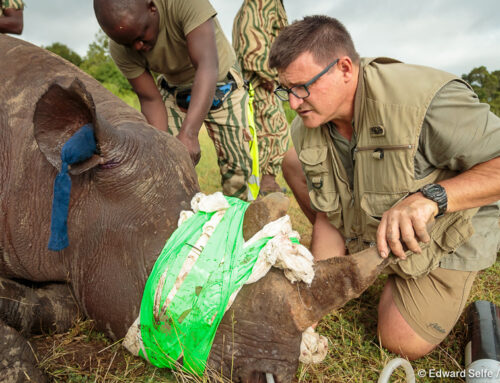 Black Rhino Rescue in Zambia – 8 April 2022