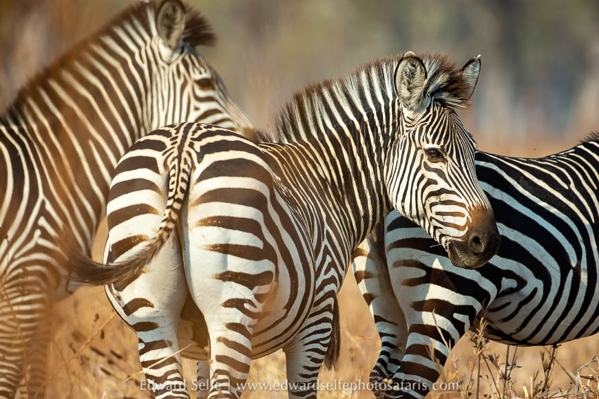 Wildlife image from photo safari with edward selfe.