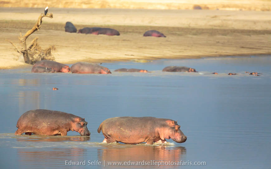 Wildlife image from photo safari with edward selfe.