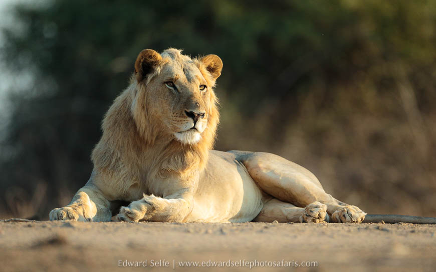 Wildlife image from photo safari with edward selfe in south luangwa national park.