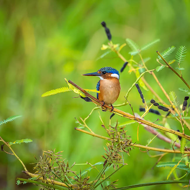 Wildlife image from South Luangwa by Mike White