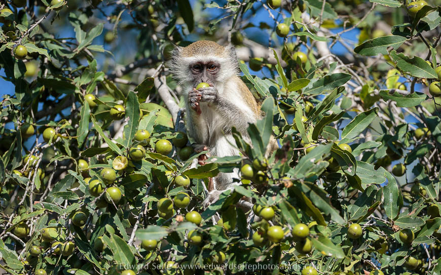 Wildlife image from photo safari with edward selfe in south luangwa national park.