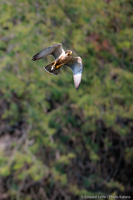 Wildlife image of a bird by edward selfe from photo safari in zambia.