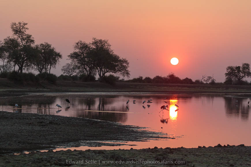 Wildlife image from photo safari with edward selfe in south luangwa national park.
