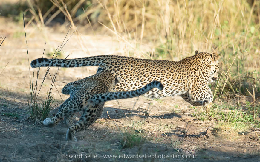 Wildlife image from photo safari with edward selfe.