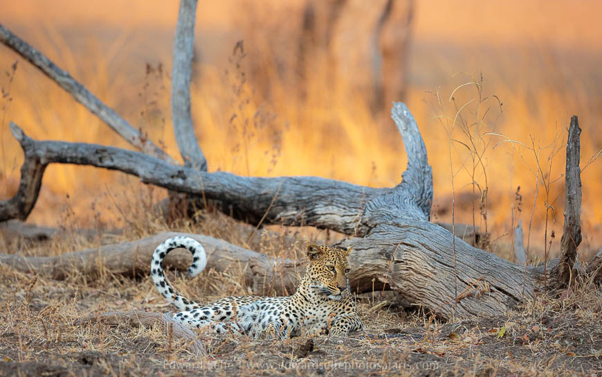 Wildlife image from photo safari with edward selfe in south luangwa national park.