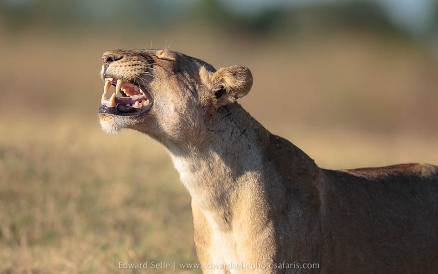 Lion grimace on photo safari in south luangwa national park.